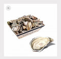 Gillardeau Oysters | Nr2 Spéciale | 12 pcs Box
