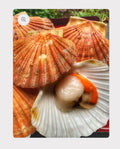 Fresh Scallops in Shell | 1kg