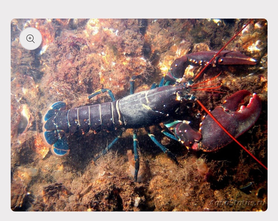 Fresh Blue Lobster | 600-800g