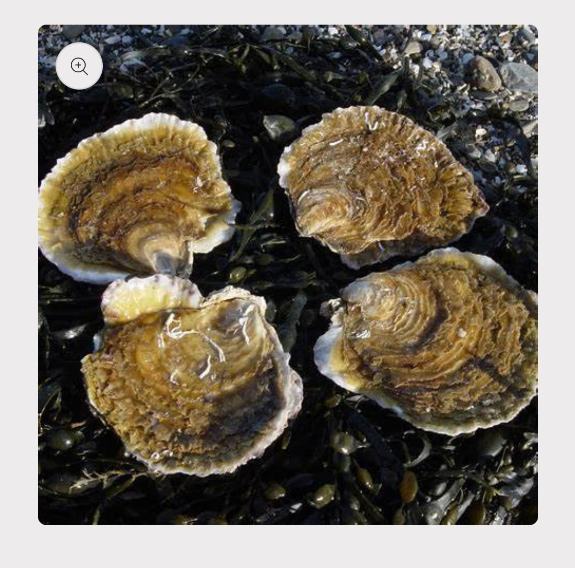 Plate 1930s Oysters | Nr2 Speciale | 12 pcs Box