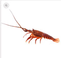 Tristan Lobster FROZEN
