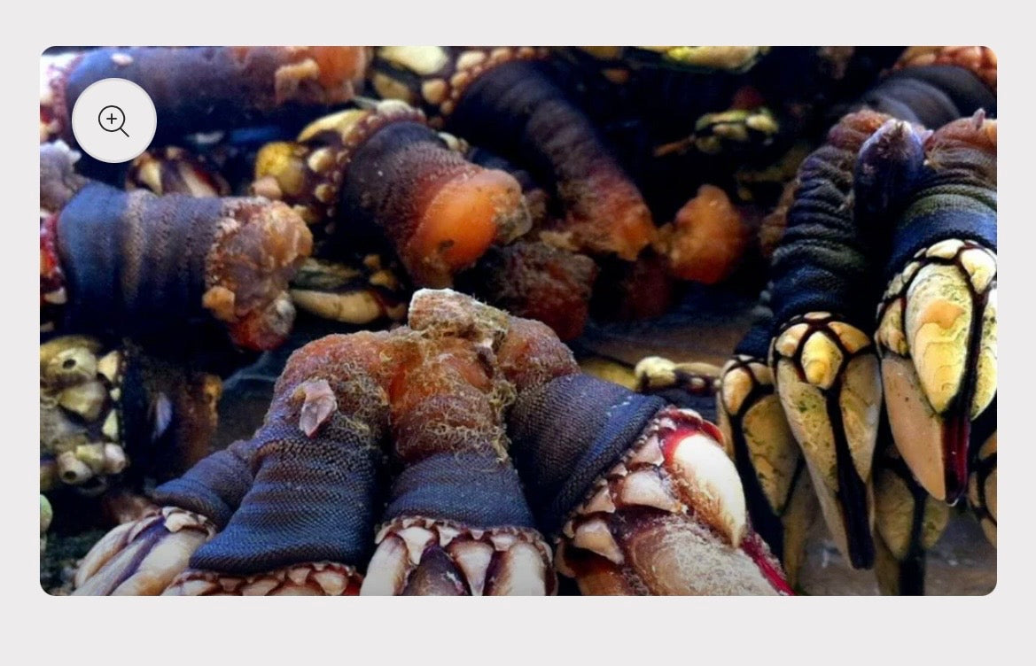 Fresh Goose Barnacles | 1kg