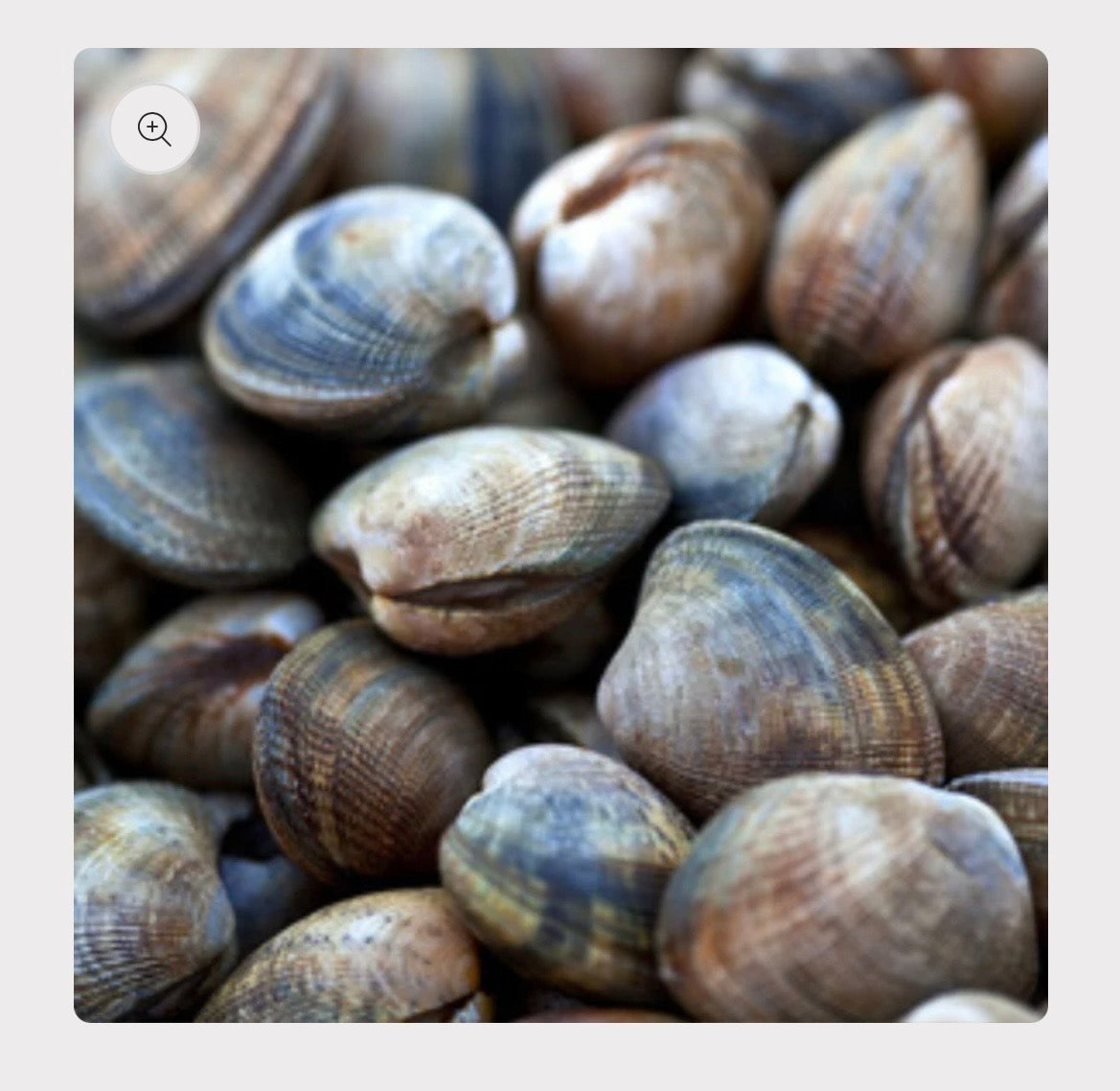 Fresh Vongole Clams | 1kg
